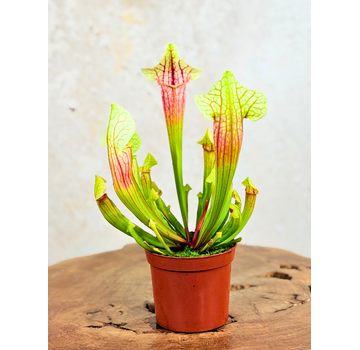 Trompetbekerplant "Eva" | ø 8,5 cm x ↕ 15 cm