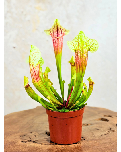 Trompetbekerplant "Eva" | ø 8,5 cm x ↕ 15 cm