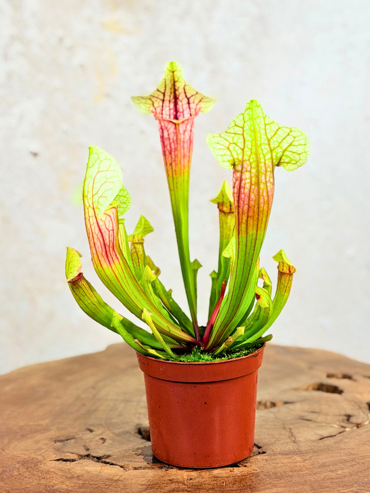 Trompetbekerplant "Eva" | ø 8,5 cm x ↕ 15 cm
