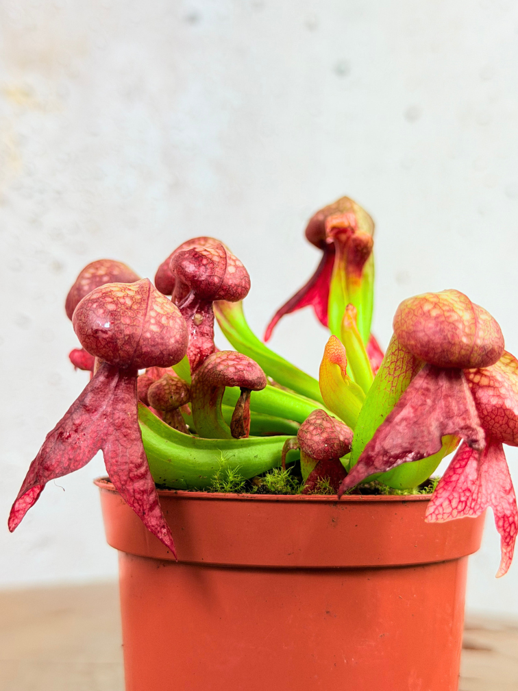 Darlingtonia Californica "Cobra Lily" | ø 8,5 cm x ↕ 5-10 cm