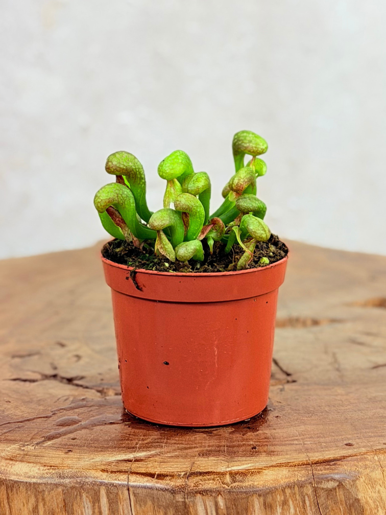 Darlingtonia Californica "Cobra Lily" | ø 8,5 cm x ↕ 5-10 cm