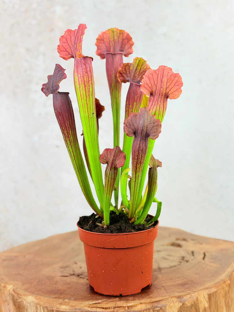 Trompetbekerplant "Thomas" - groot | ø 12 cm x ↕ 20-25 cm