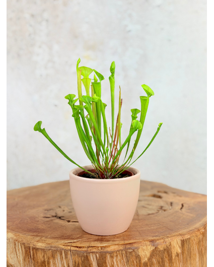 Plantenpot "Nijl" - roze | 8,5cm