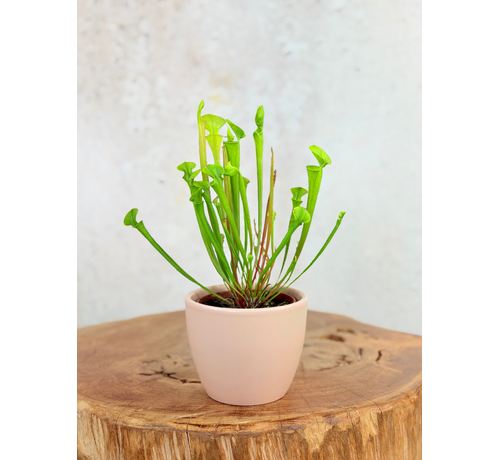 Plantenpot "Nijl" - roze | 8,5cm