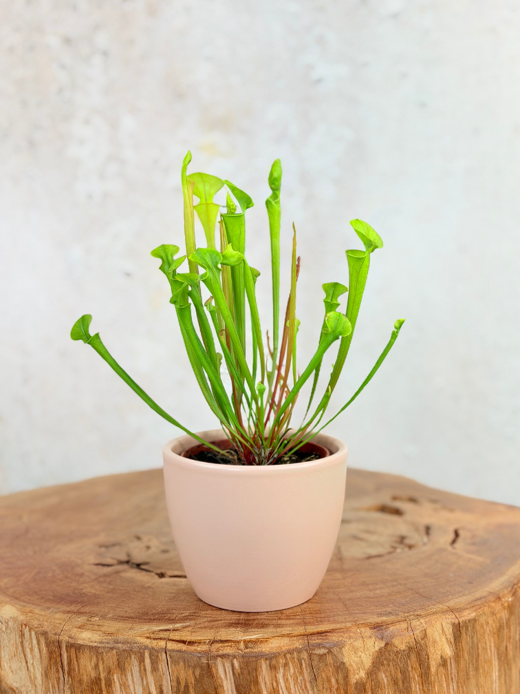 Plantenpot "Nijl" - roze | 8,5cm