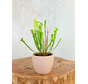 Plantenpot "Nijl" - roze | 8,5cm