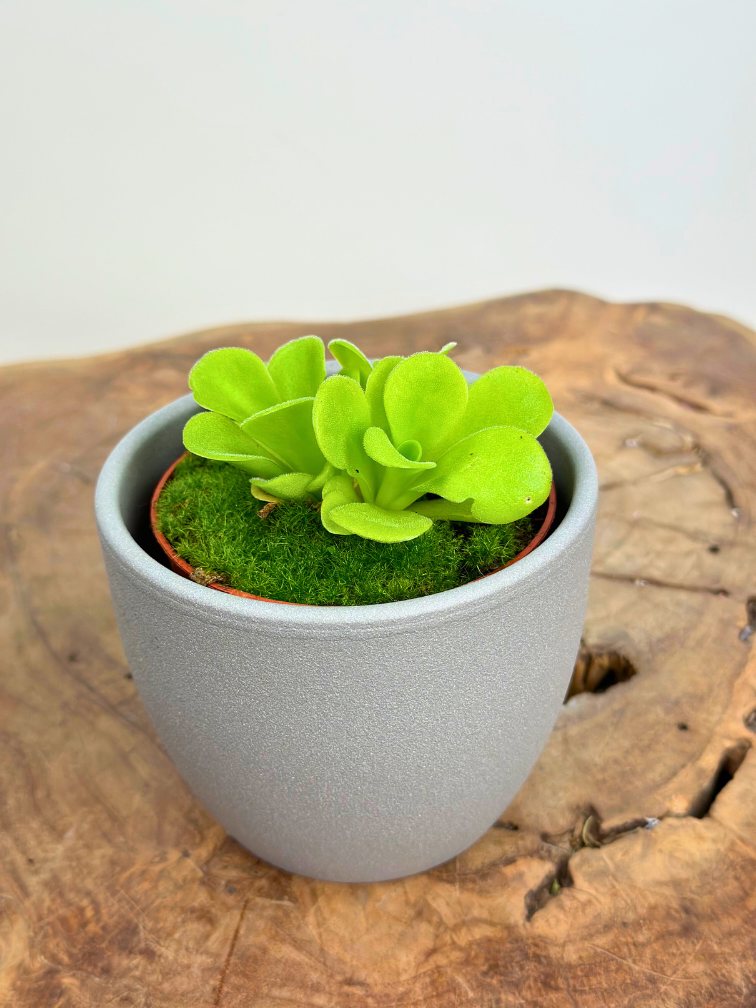 Plantenpot "Nijl" - grijs | 8,5cm