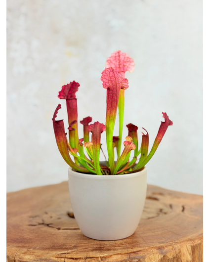 Plantenpot "Nijl" - grijs | 8,5cm
