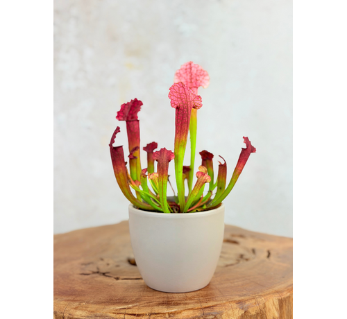 Plantenpot "Nijl" - grijs | 8,5cm
