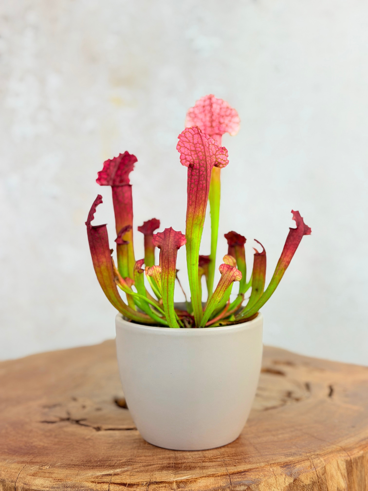 Plantenpot "Nijl" - grijs | 8,5cm
