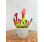 Plantenpot "Nijl" - grijs | 8,5cm
