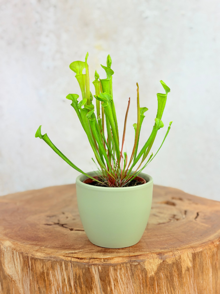 Plantenpot "Nijl" -groen | 8,5cm
