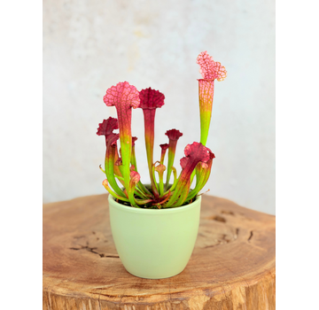 Plantenpot "Nijl" - groen | 8,5cm