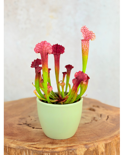 Plantenpot "Nijl" - groen | 8,5cm
