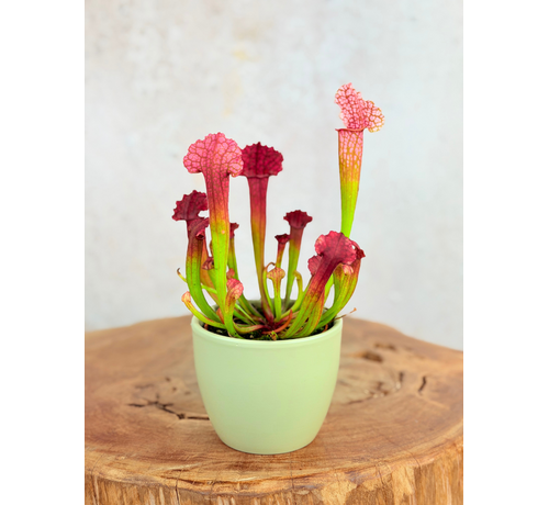Plantenpot "Nijl" -groen | 8,5cm