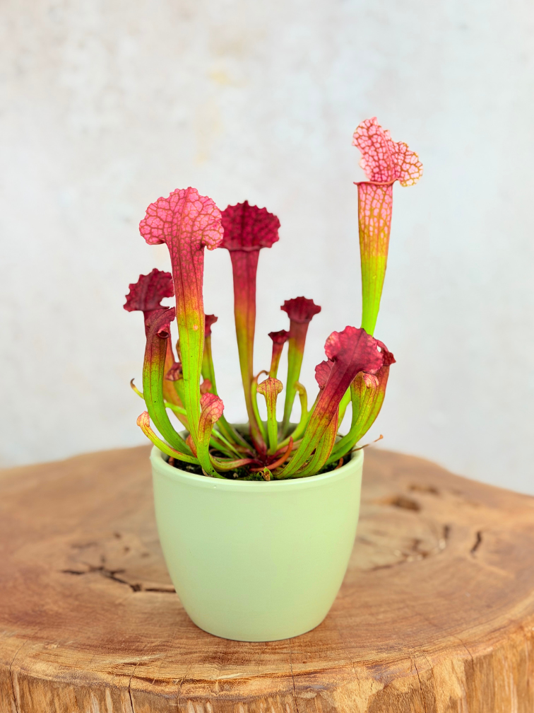 Plantenpot "Nijl" -groen | 8,5cm