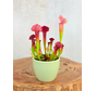 Plantenpot "Nijl" -groen | 8,5cm