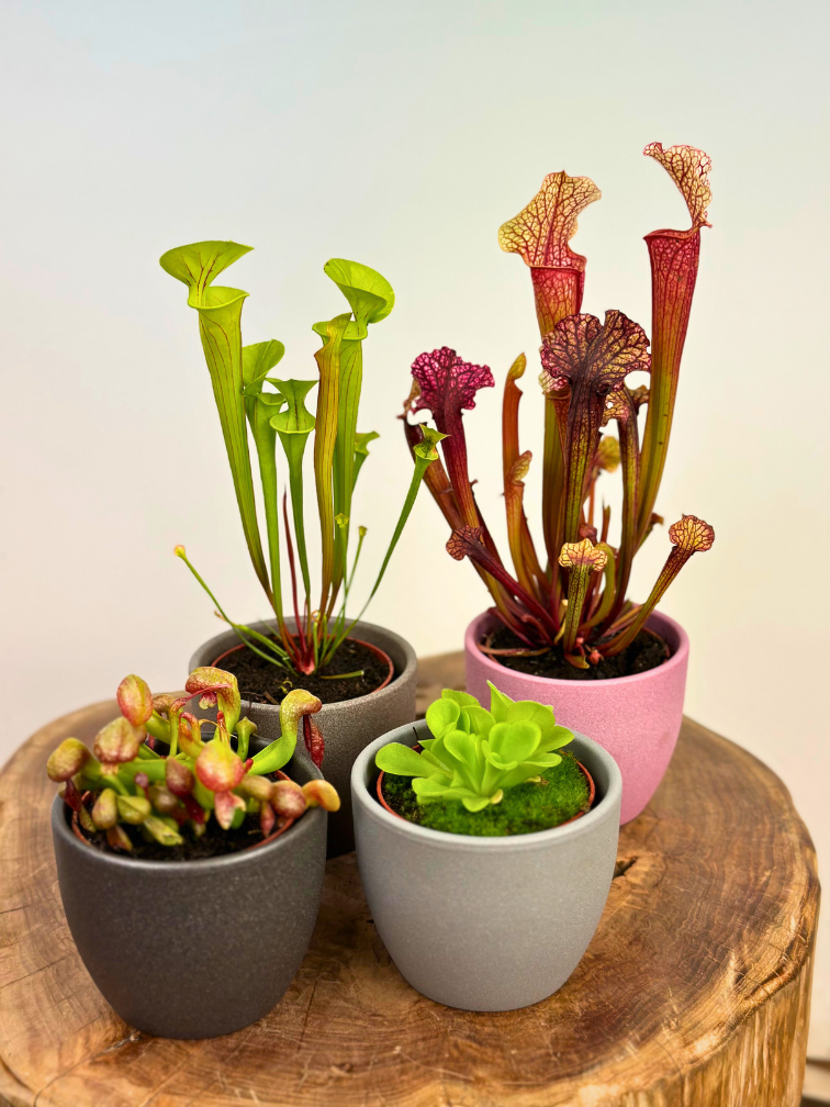 Plantenpot "Nijl" - antraciet | 8,5cm