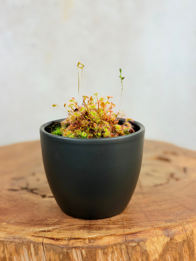 Plantenpot "Nijl" - antraciet | 8,5cm