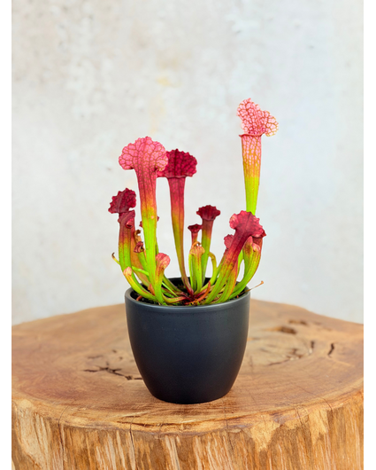 Plantenpot "Nijl" - antraciet | 8,5cm