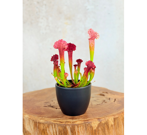 Plantenpot "Nijl" - antraciet | 8,5cm