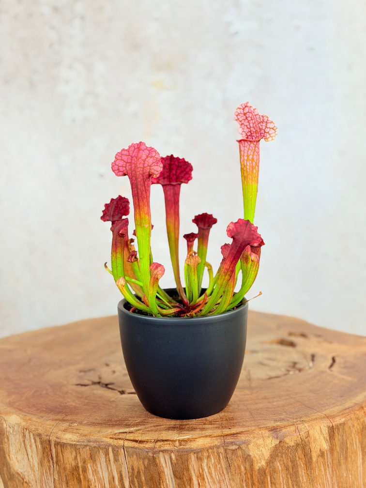 Plantenpot "Nijl" - antraciet | 8,5cm