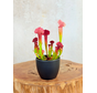 Plantenpot "Nijl" - antraciet | 8,5cm