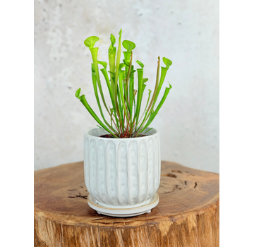 Pot Kareltje 'White' | 12,5x12,5cm