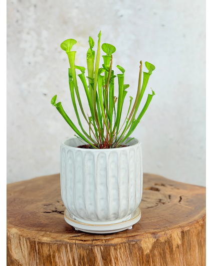 Pot Kareltje 'White' | 12,5x12,5cm