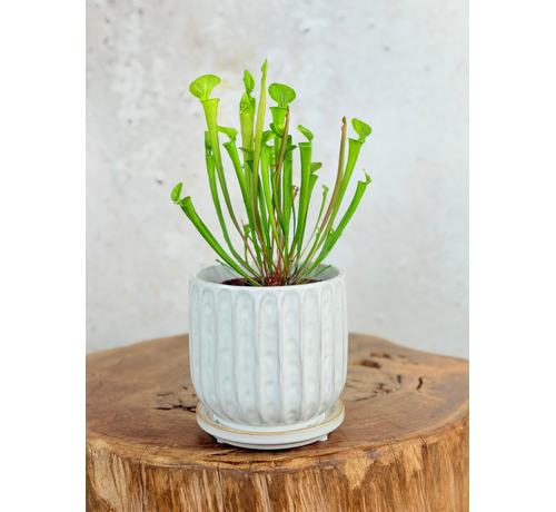 Pot Kareltje 'White' | 12,5x12,5cm