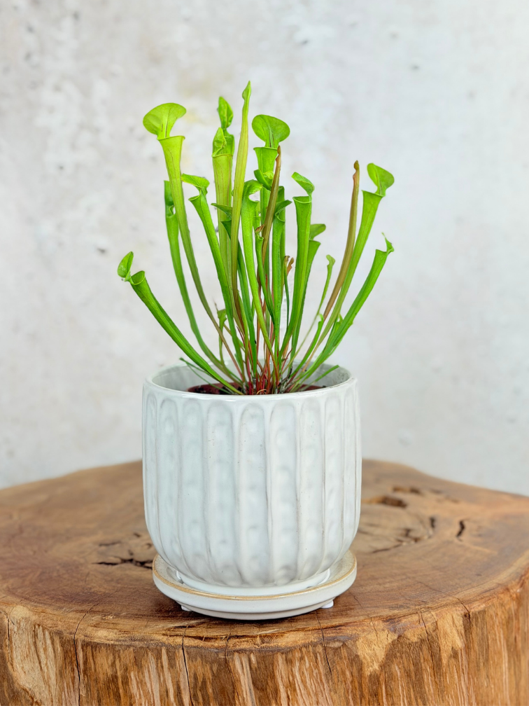 Pot Kareltje 'White' | 12,5x12,5cm