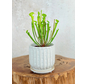 Pot Kareltje 'White' | 12,5x12,5cm