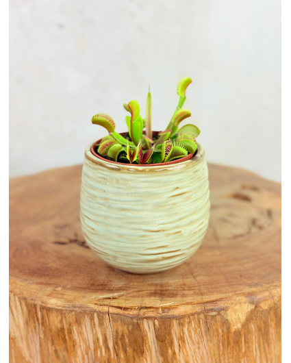 Pot Ayett 'Light Green' | 8,5cm