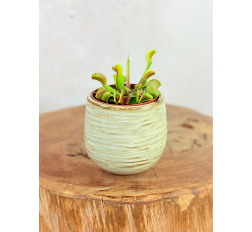 Pot Ayett 'Light Green' | 8,5cm