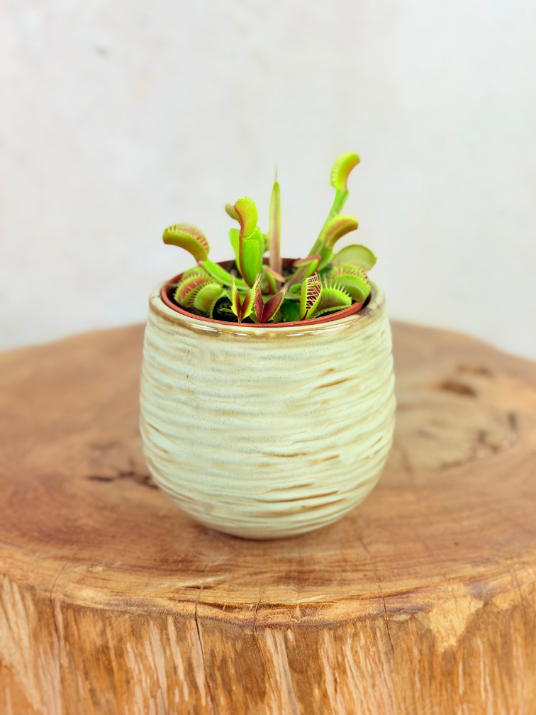 Pot Ayett 'Light Green' | 8,5cm