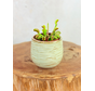 Pot  Ayett 'Light Green' | 8,5cm
