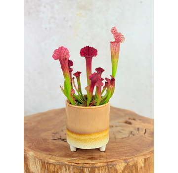 Plantenpot "Huub" - Bruin | 8,5cm
