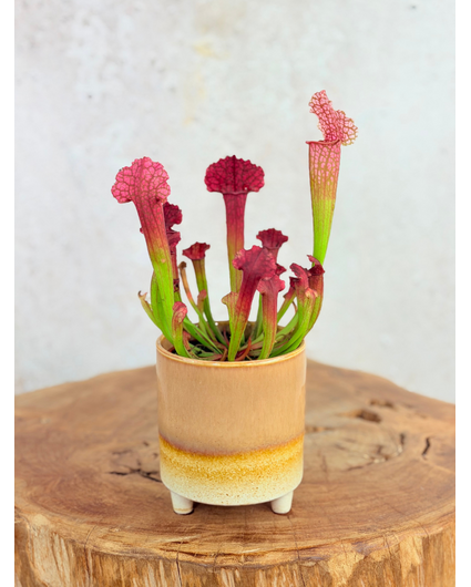 Plantenpot "Huub" - Bruin | 8,5cm