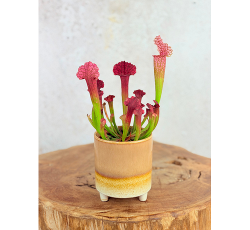 Plantenpot "Huub" - Bruin | 8,5cm