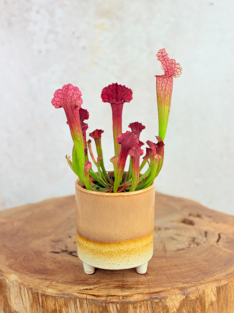 Plantenpot "Huub" - Bruin | 8,5cm