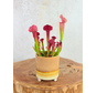Plantenpot "Huub" - Bruin | 8,5cm