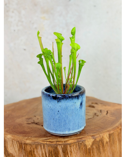 Plantenpot "Huub" - Dark Blue | 8,5cm