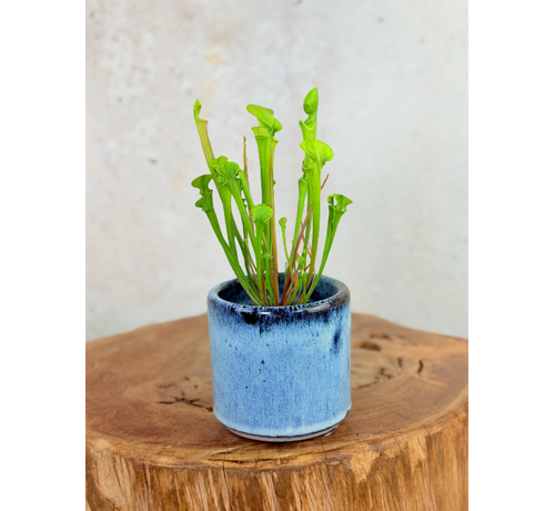 Plantenpot "Huub" - Dark Blue | 8,5cm