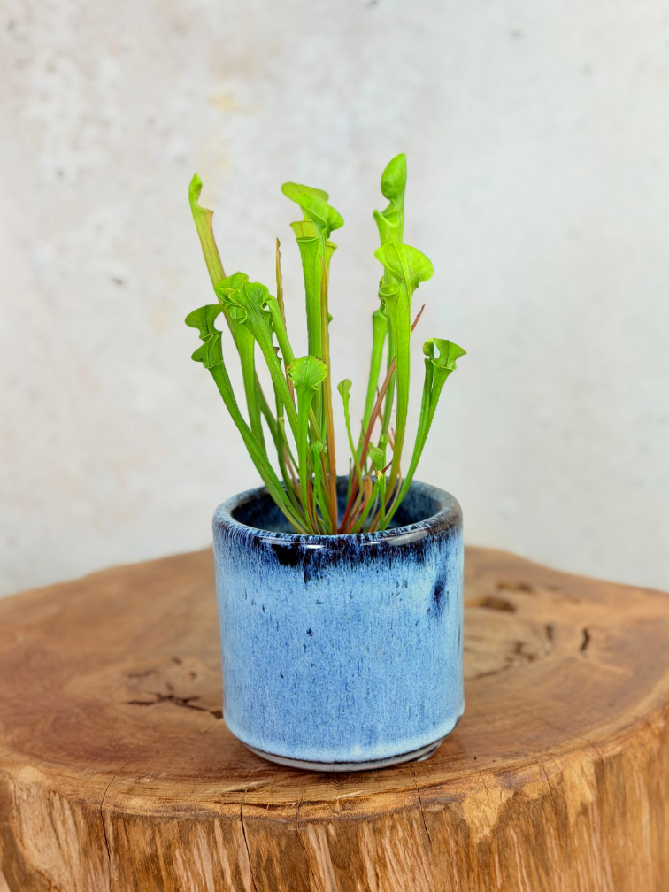 Plantenpot "Huub" - Dark Blue | 8,5cm
