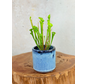 Plantenpot "Huub" - Dark Blue | 8,5cm