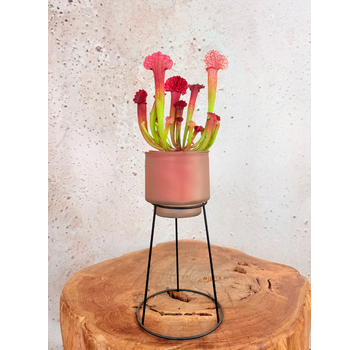 Bloempot op standaard "roze"