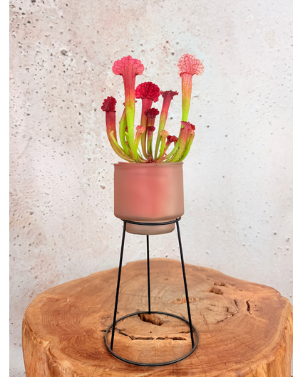Bloempot op standaard "roze"