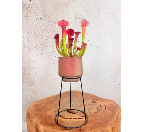 Bloempot op standaard "roze"
