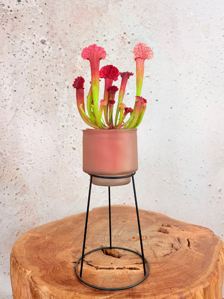 Bloempot op standaard "roze"