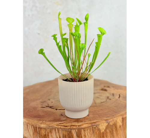 Plantenpot "Betsie" - roze | 8,5cm